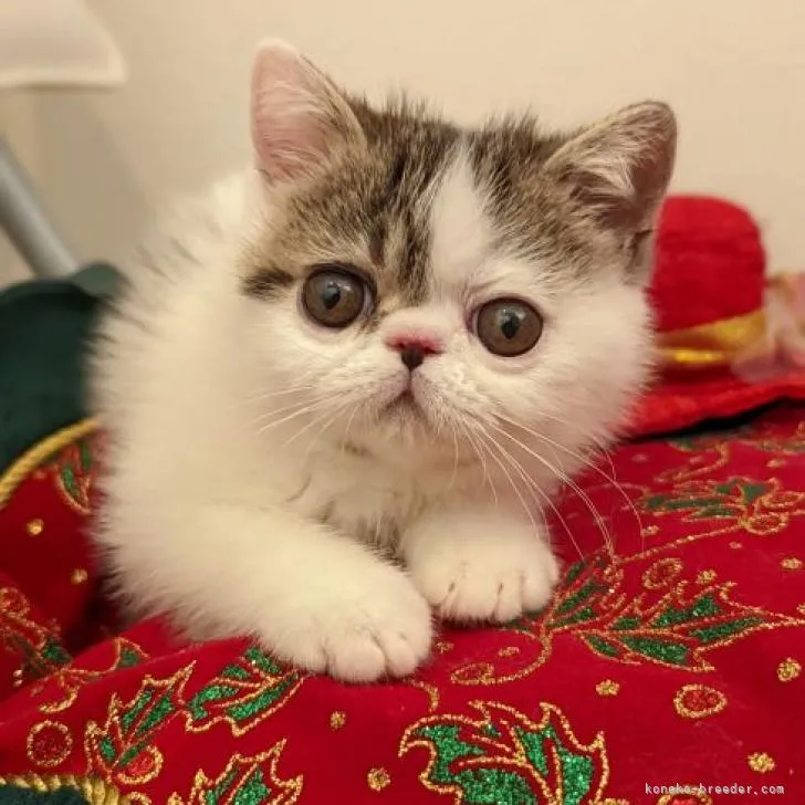 ID：2211-00807の子猫