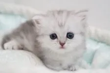 ミヌエット【広島県・女の子・2021年8月11日・ブルーシェーデッドシルバー】の写真2