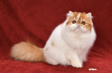 エキゾチックロングヘア【・女の子・2022年7月5日・レッドタビー&ホワイト】