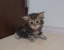 ペルシャ(チンチラ)【広島県・男の子・2019年7月9日・シェーデッドゴールデン】の写真2