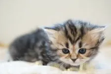 ペルシャ(チンチラ)【広島県・女の子・2021年3月2日・シェーデッドゴールデン】の写真2