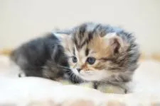 ペルシャ(チンチラ)【広島県・女の子・2021年3月2日・シェーデッドゴールデン】の写真3