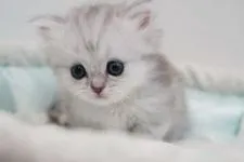 ミヌエット【広島県・女の子・2021年8月11日・ブルーシェーデッドシルバー】の写真3