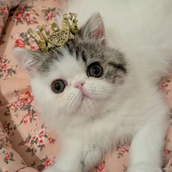 エキゾチックショートヘア【広島県・女の子・2025年8月7日・ブラウンタビー&amp;ホワイト】の写真1