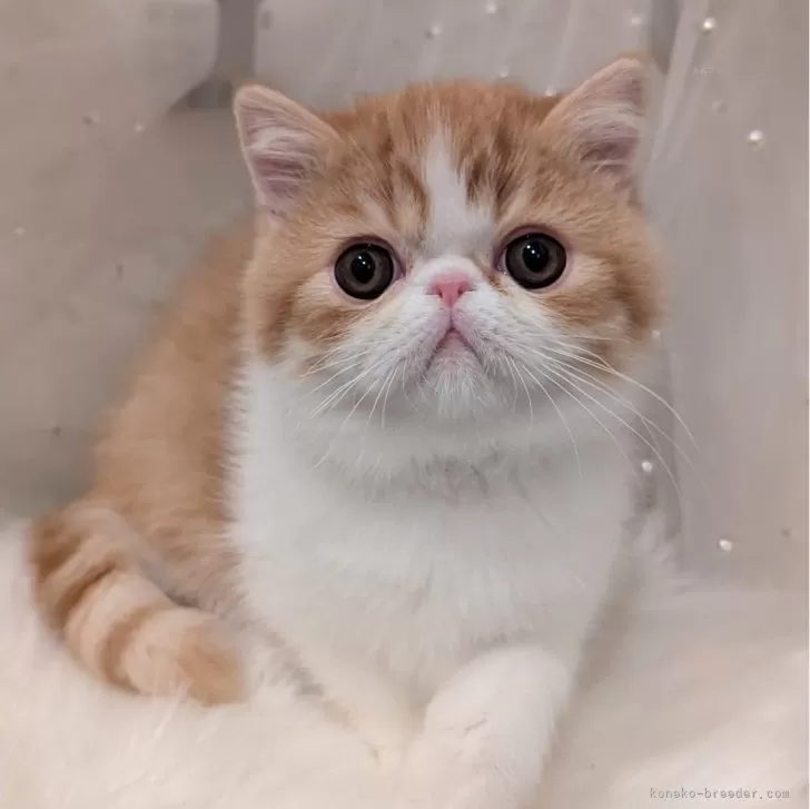 ID:2412-00976の子猫