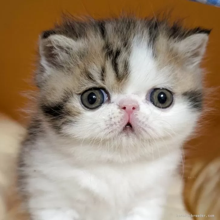 ID：2505-00994の子猫