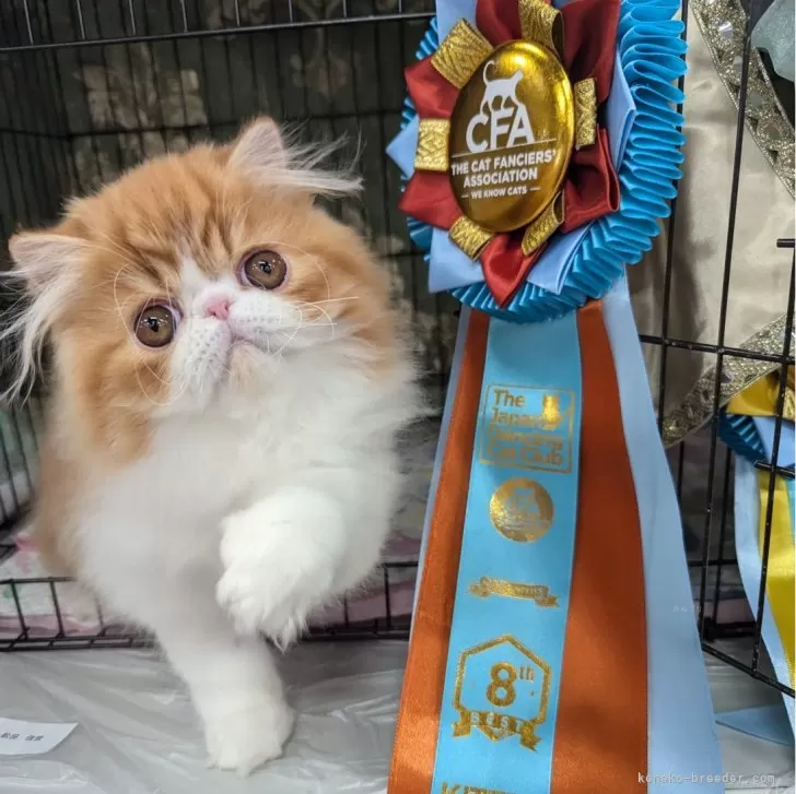 ID:2412-00975の子猫