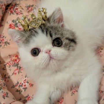 エキゾチックショートヘア【広島県・女の子・2025年8月7日・ブラウンタビー&ホワイト】の写真「甘えん坊な女の子🌸」