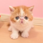 エキゾチックショートヘア