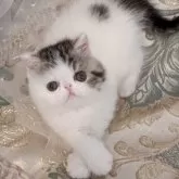 エキゾチックショートヘア