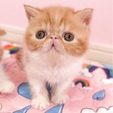 エキゾチックショートヘア
