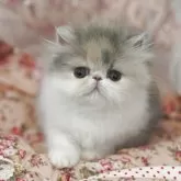 エキゾチックショートヘア【広島県・女の子・2025年5月13日・ダイリュートキャリコ】の写真2