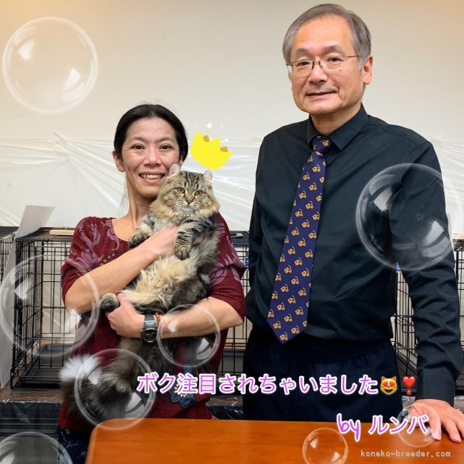 遺伝学の権威の先生より「キンカローはもっと注目されるべき猫」と紹介して頂きました✨｜佐野　由布子(さの　ゆうこ)ブリーダー(東京都・ベンガルなど・CFA/TICA/ACC/ECC/DCC登録)の紹介写真7