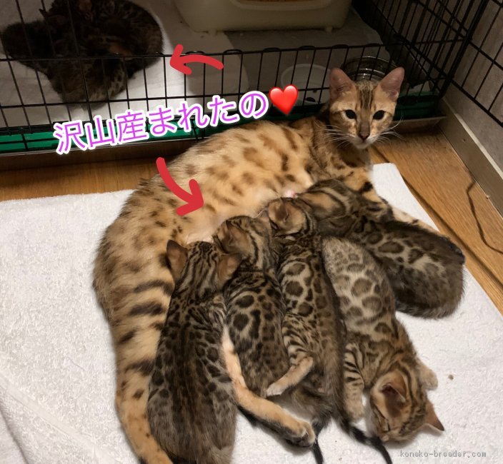 佐野由布子ブリーダーのブログ：ベンガルの赤ちゃん情報