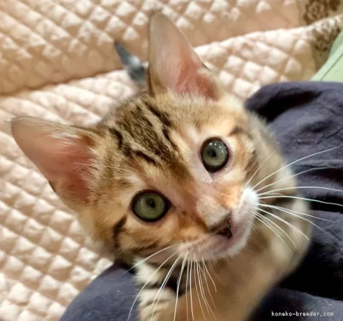 ID:2204-02152の子猫
