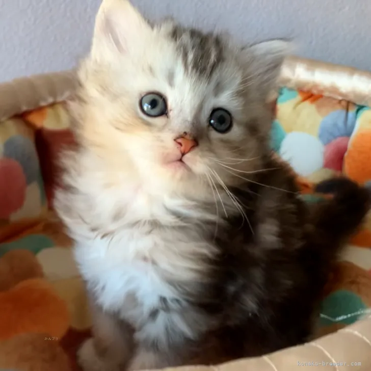 ID:2310-02870の子猫