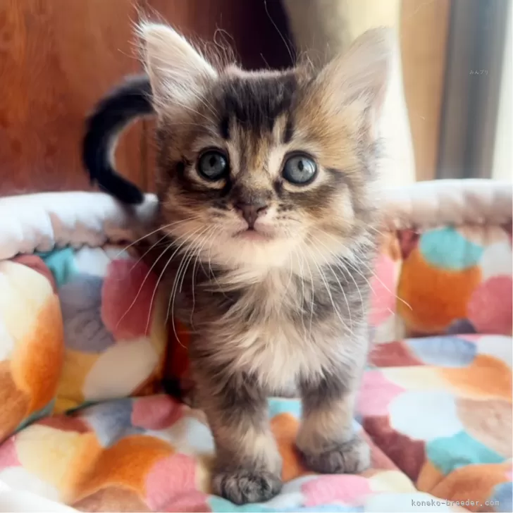 まるく 様のお迎えした子猫