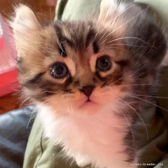 ID：2111-00816の子猫