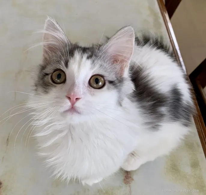 ID:1904-01970の子猫