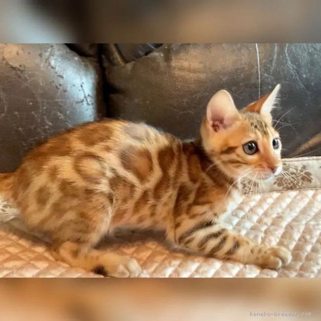ID:2204-01785の子猫