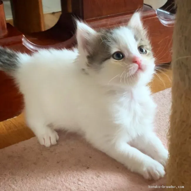 ID：2006-00855の子猫