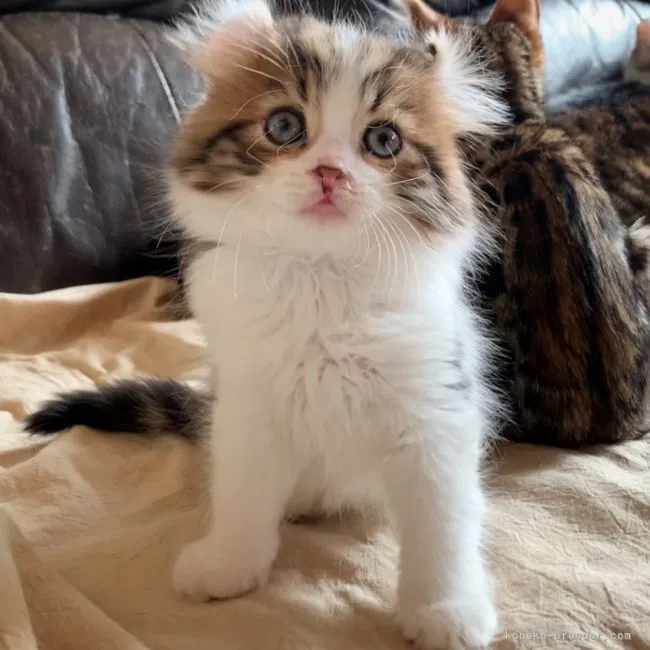 ID:2201-01453の子猫
