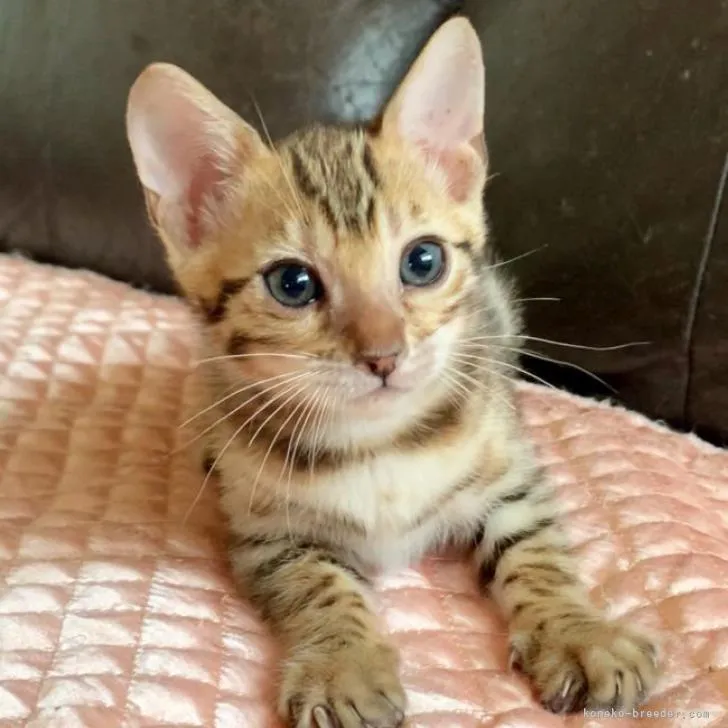 ID:2209-01819の子猫