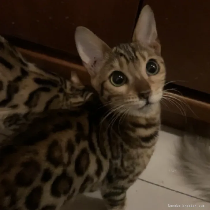 ID：2310-02040の子猫