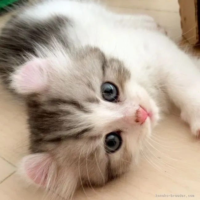 ID:2108-00542の子猫