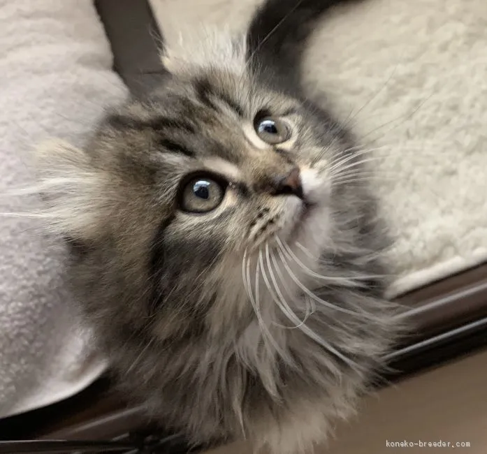 ID:1904-02022の子猫