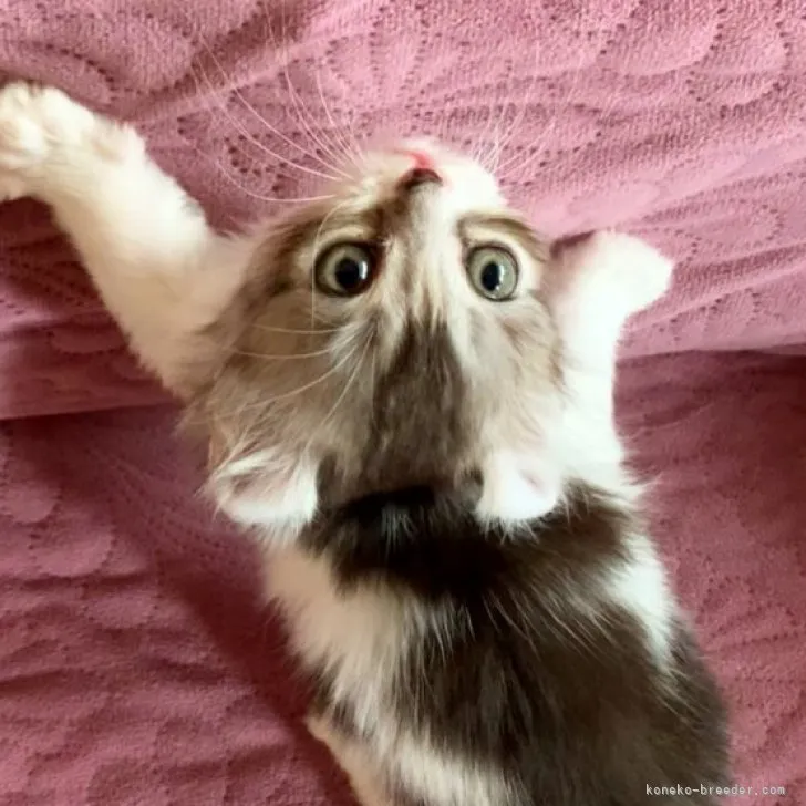 ID：2304-00687の子猫
