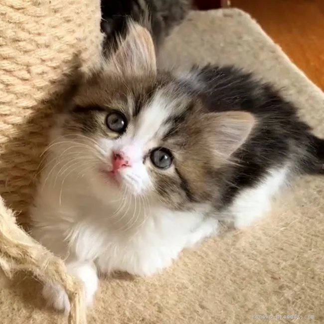 ID：2103-01621の子猫