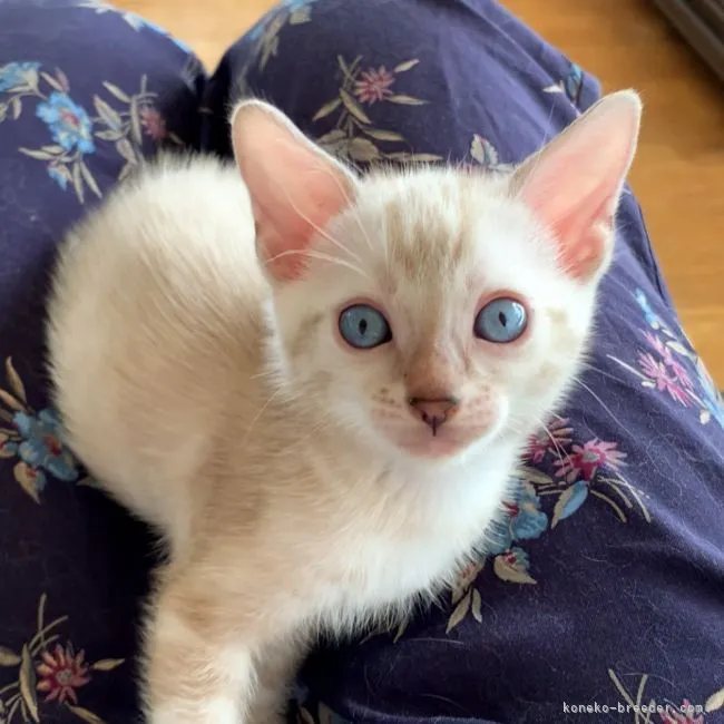 ID：2110-00877の子猫