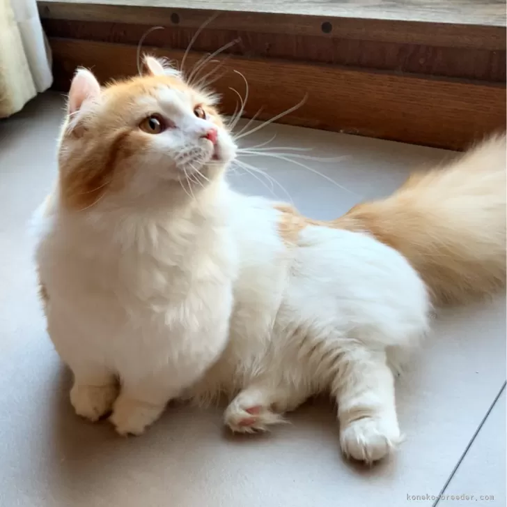 ID：2312-01897の子猫