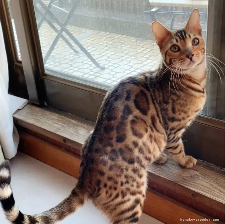 ID：2312-01899の子猫