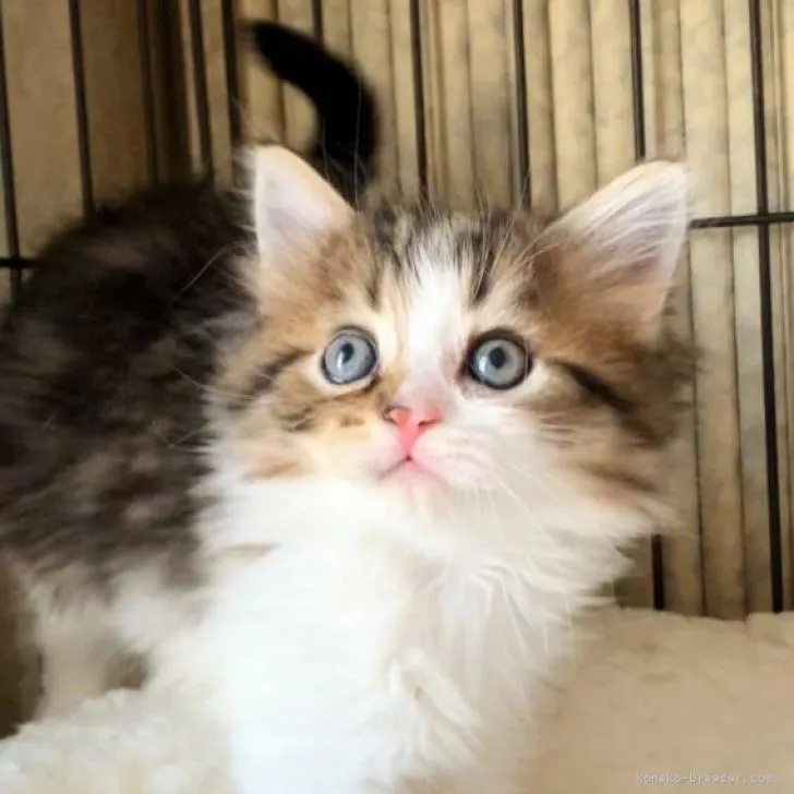 しろみ 様のお迎えした子猫