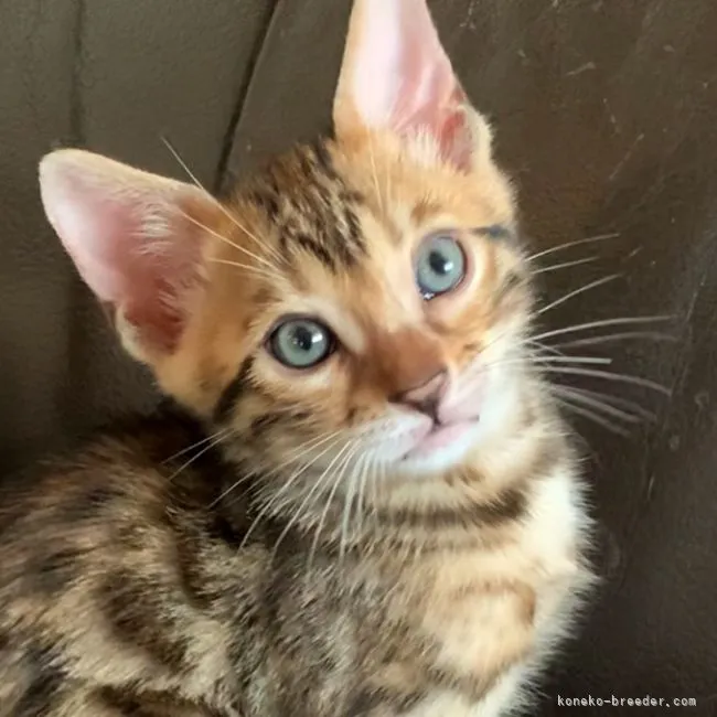 ID:2107-01810の子猫