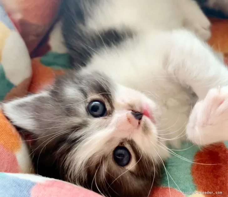 ID：2204-02264の子猫