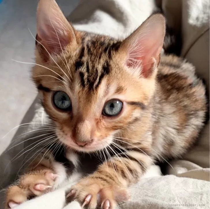 ID:2404-00993の子猫