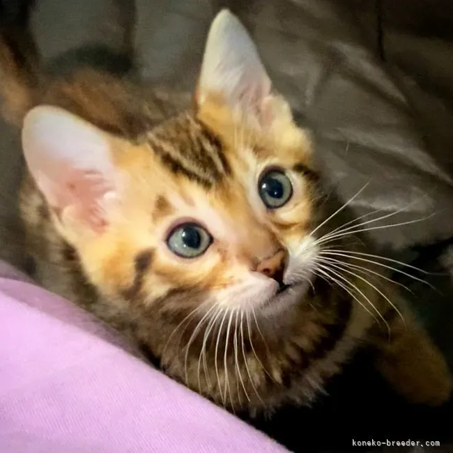 ID:2107-01696の子猫