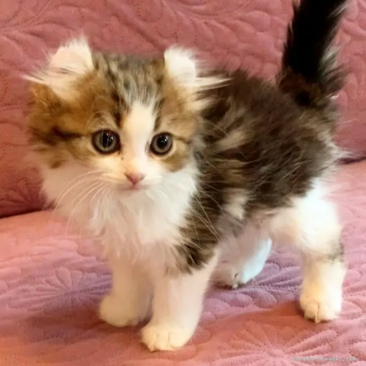 ID:2306-03109の子猫