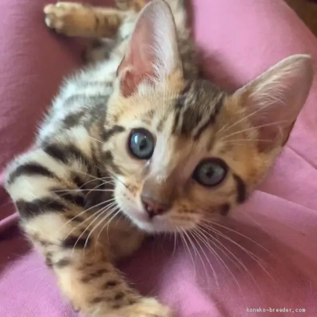 ID：2009-00590の子猫