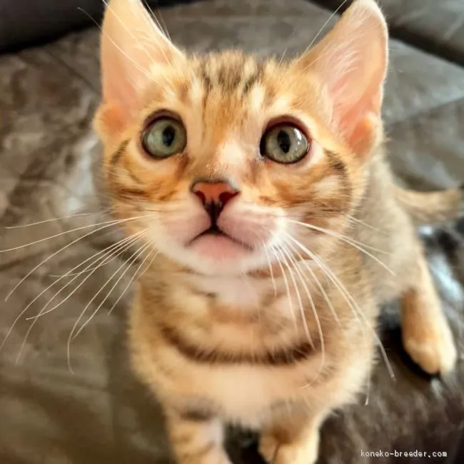 ID：2102-00391の子猫