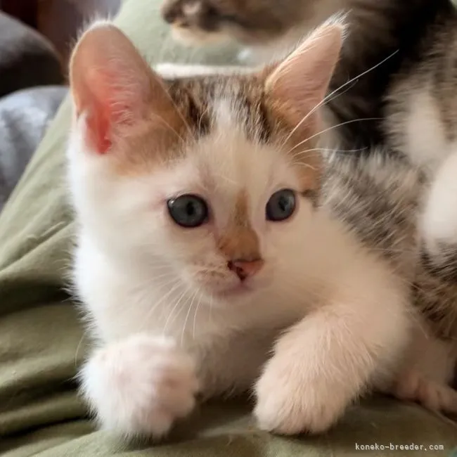 ID:2111-01231の子猫