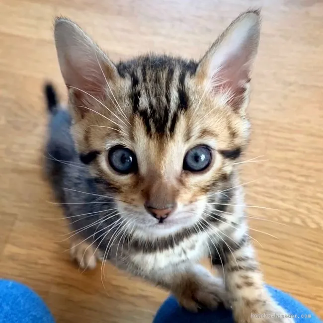 ID:2004-01042の子猫