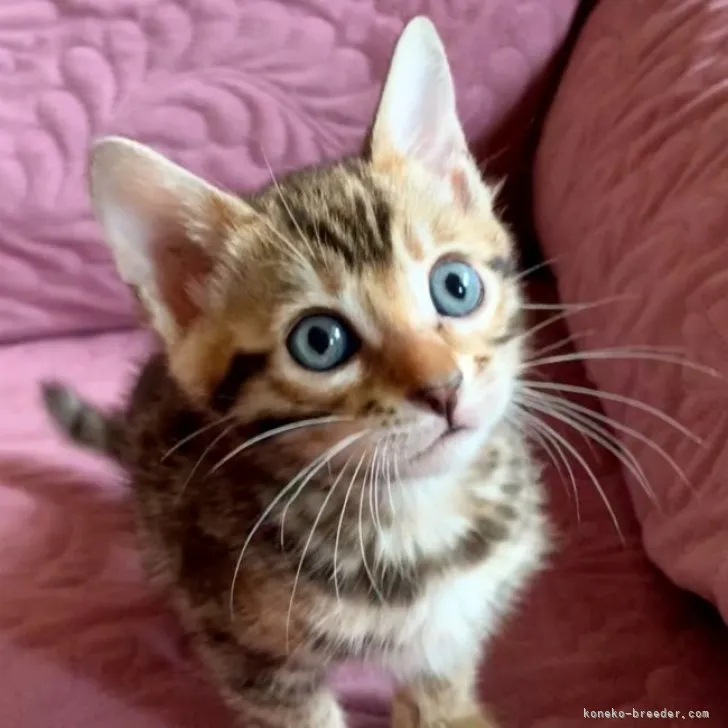 ID：2305-00194の子猫