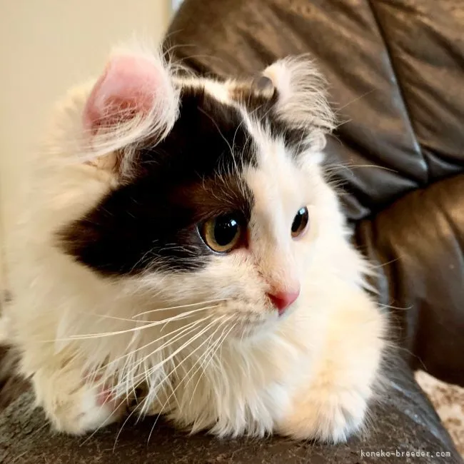 ID:2203-01202の子猫