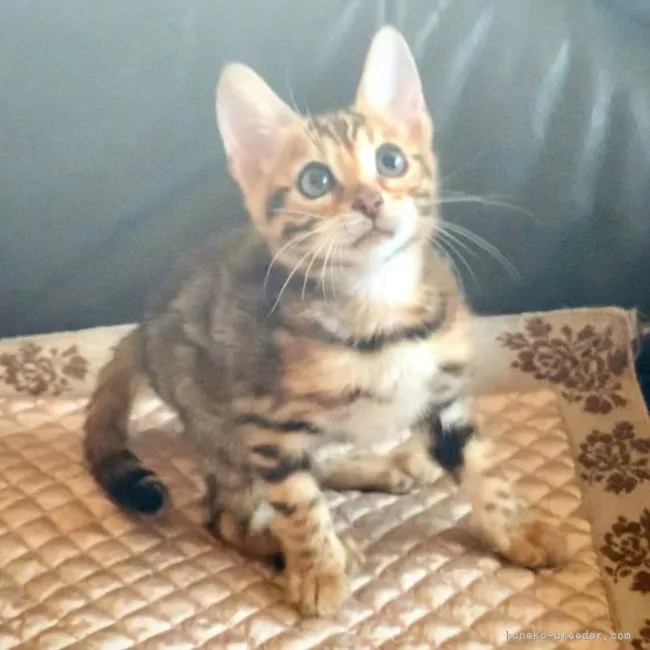 ID:2206-00855の子猫