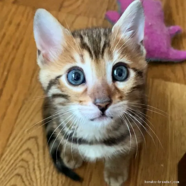 ID:2007-01537の子猫