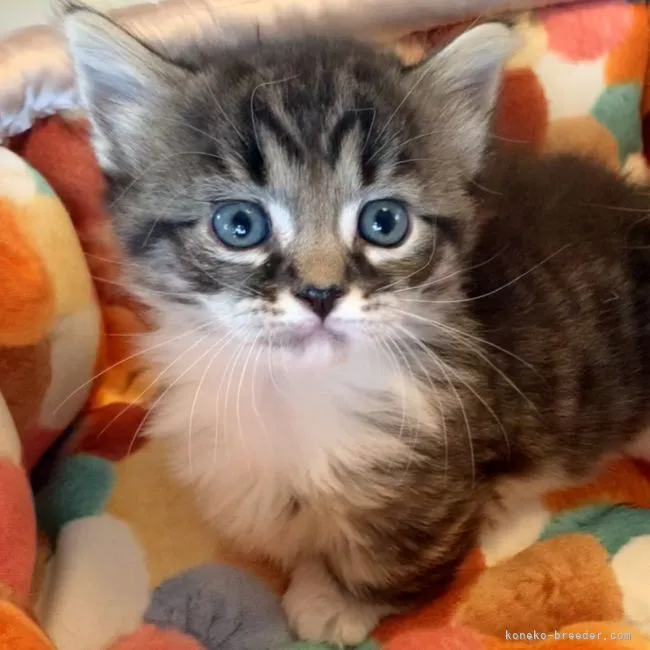 ID:2204-02298の子猫